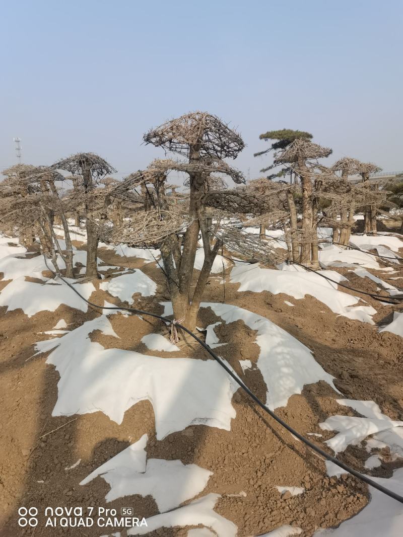 对节白蜡，造型树，造型对节白蜡