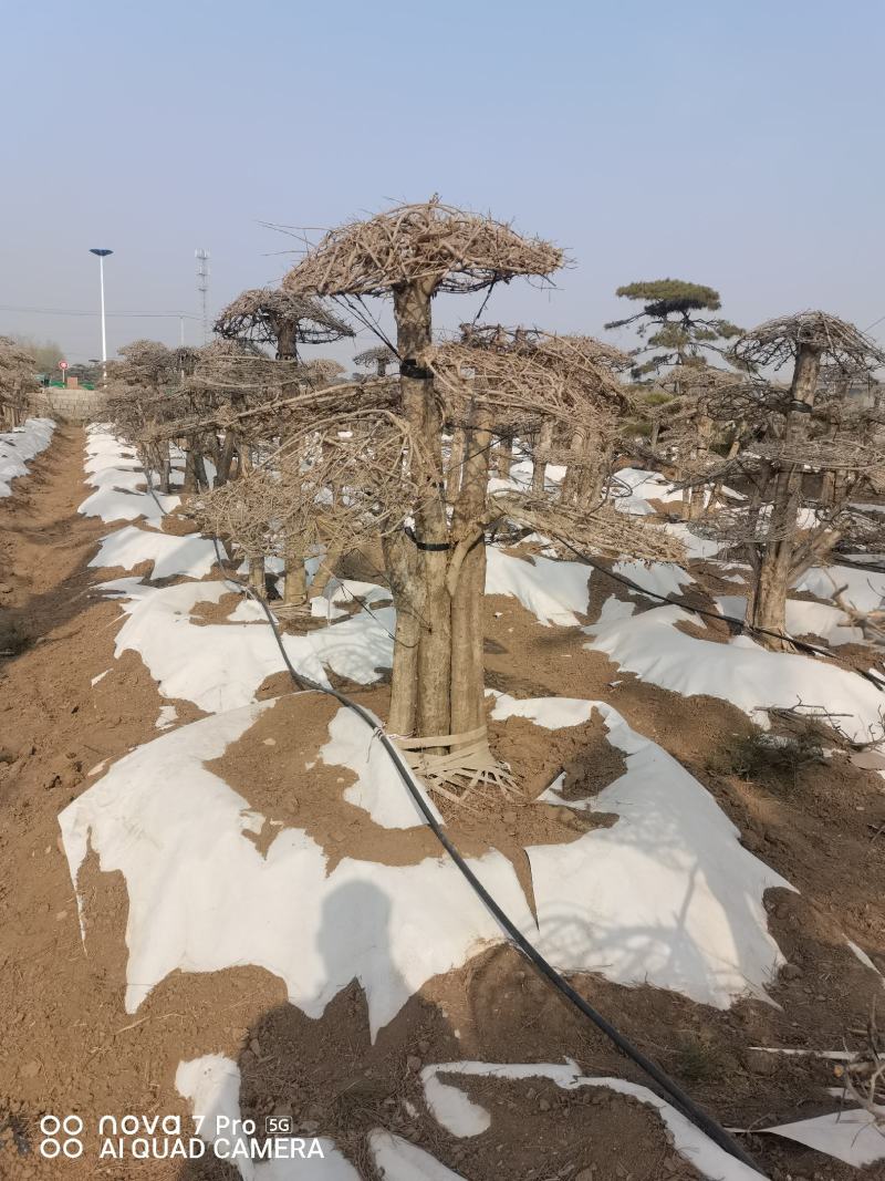 对节白蜡，造型树，造型对节白蜡