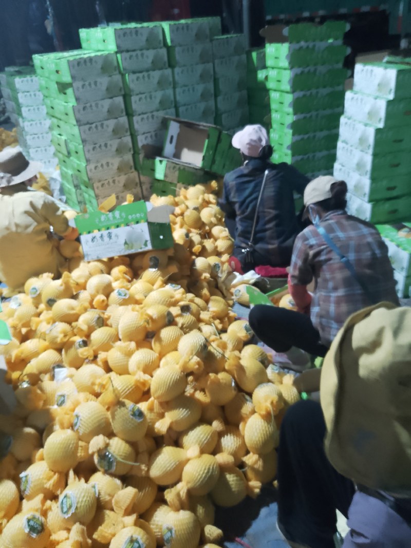 海南乐东海沙地哈密瓜玉姑，保值保量，可对接档口和平台社区