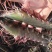 东山岛大草虾，黑虎虾，活体速冻，小件试样6盒=6袋1件