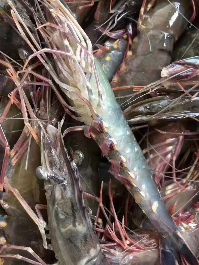 东山岛大草虾，黑虎虾，活体速冻，小件试样6盒=6袋1件