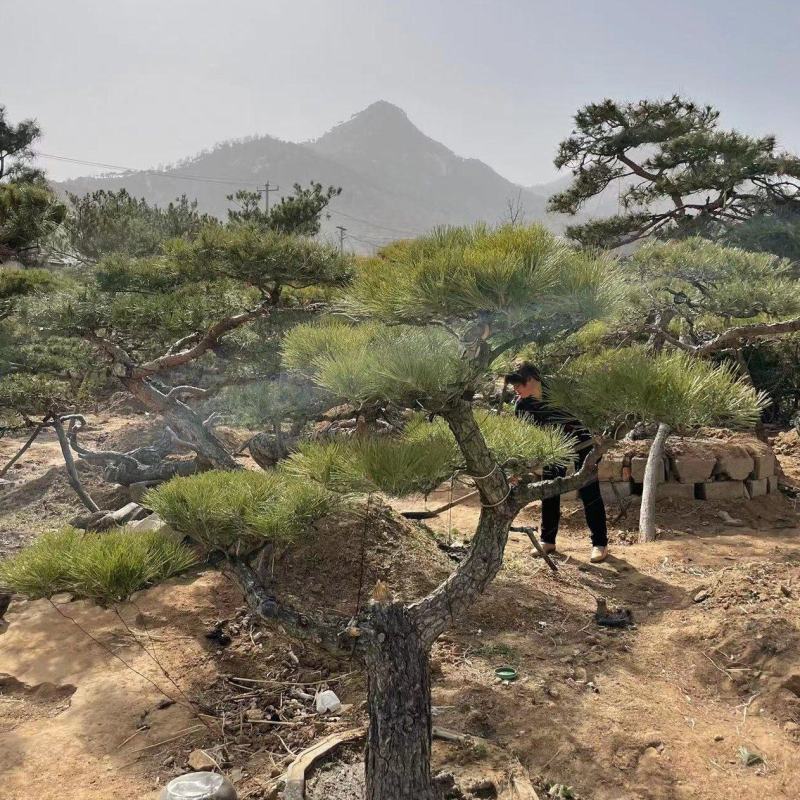 黑松，造型黑松，景观松