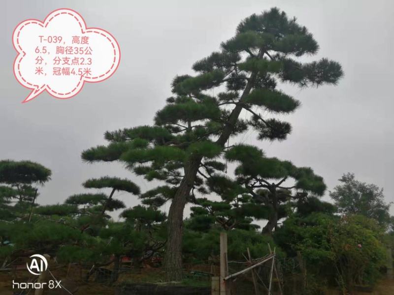 黑松，造型黑松，景观松
