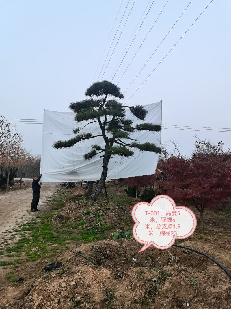黑松，造型黑松，景观松