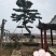 黑松，造型黑松，景观松
