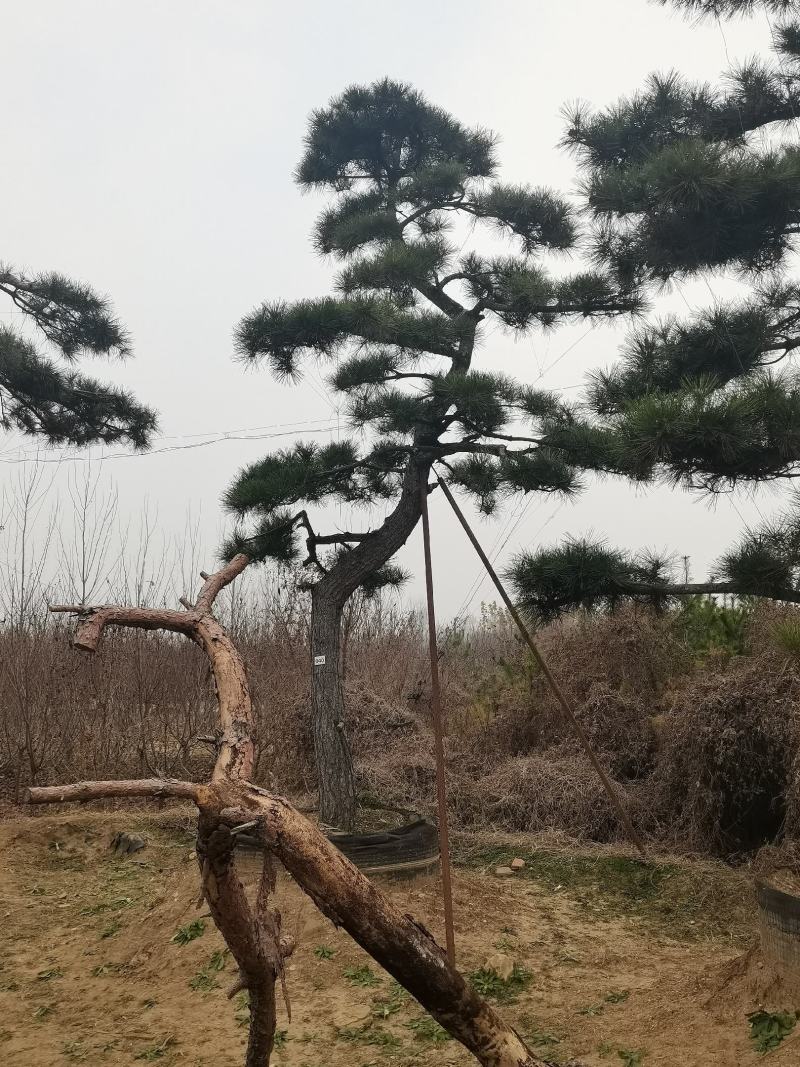 黑松，造型黑松，景观松