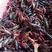 洪湖小龙虾红头虾全规格，原产地发货，一手货源全国供货