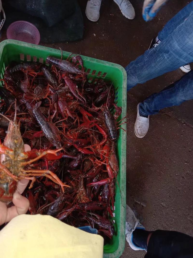 洪湖小龙虾红头虾全规格，原产地发货，一手货源全国供货
