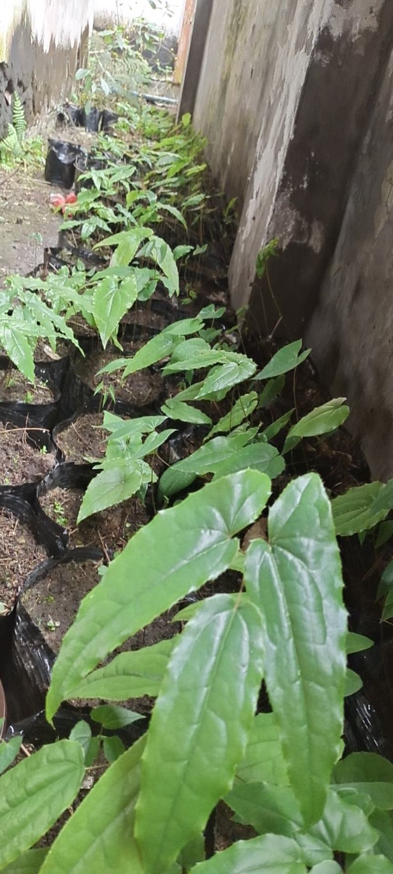 药典品种，绒毛，箭叶。抗病强，生长快，一次种植多年收率