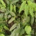 药典品种，绒毛，箭叶。抗病强，生长快，一次种植多年收率
