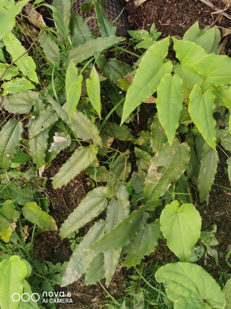 药典品种，绒毛，箭叶。抗病强，生长快，一次种植多年收率