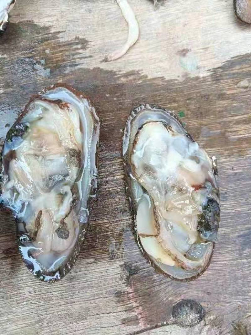 西施舌沙螺