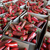 云南精品红椒大量有货欢迎各地老板前来采购
