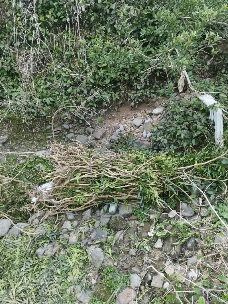 贵州野生十大功劳