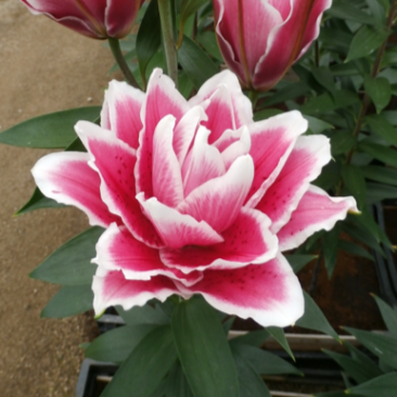 莲花型重瓣百合、重瓣中的精品、从白边到粉红到红的心动