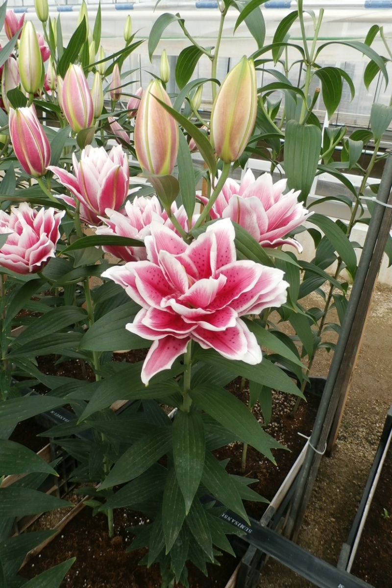 莲花型重瓣百合、重瓣中的精品、从白边到粉红到红的心动