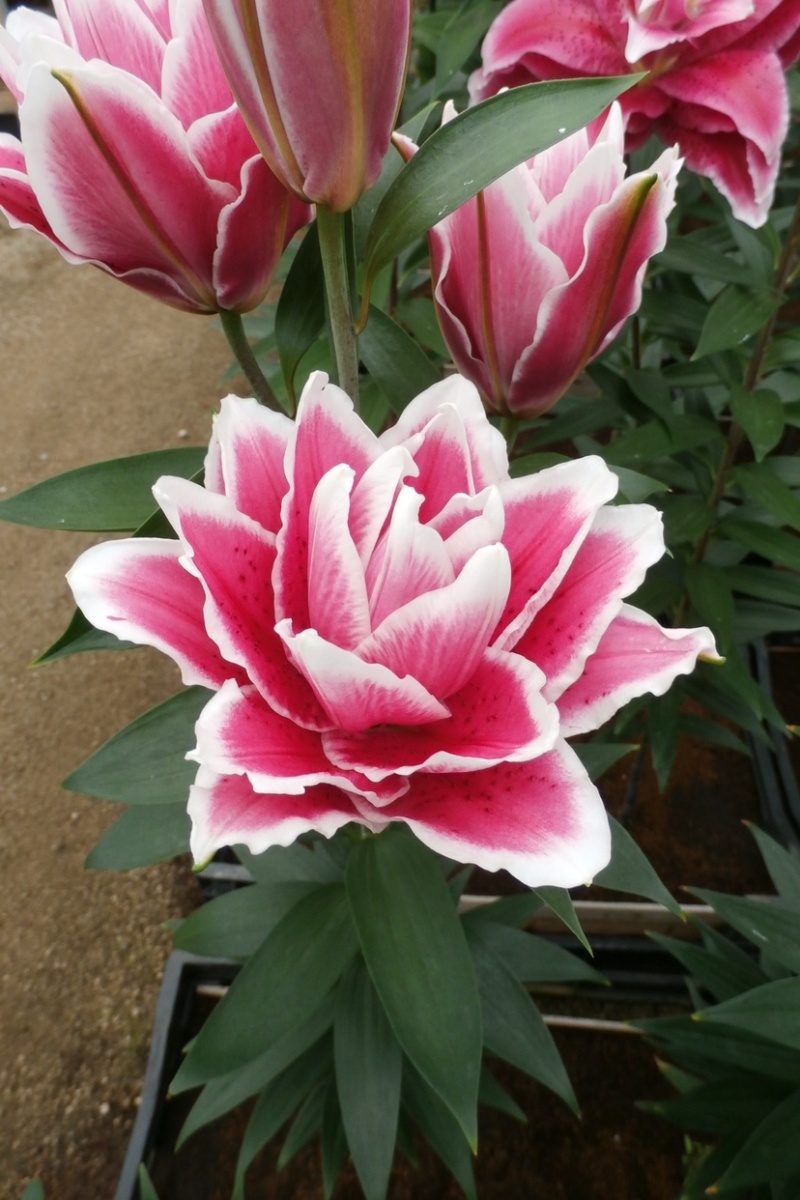 莲花型重瓣百合、重瓣中的精品、从白边到粉红到红的心动