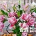 莲花型重瓣百合、重瓣中的精品、从白边到粉红到红的心动