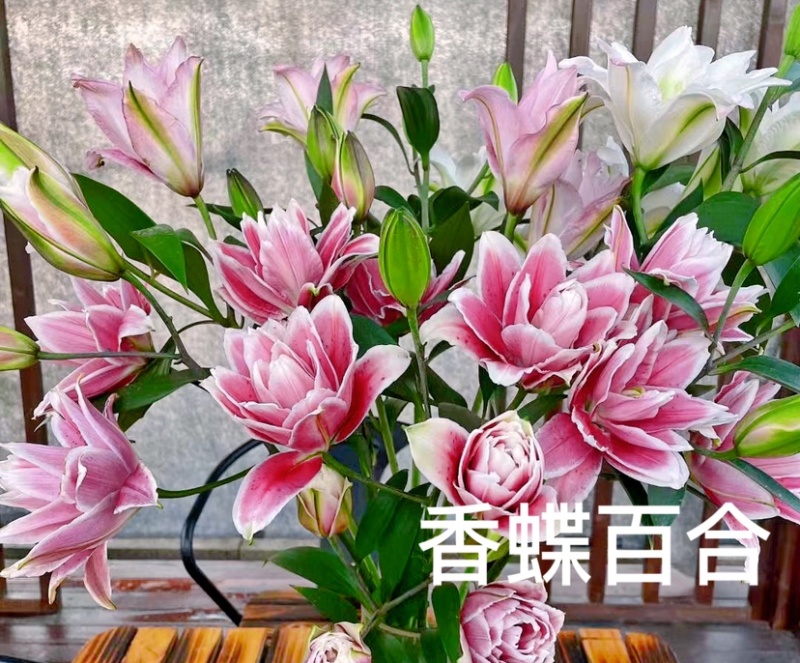 莲花型重瓣百合、重瓣中的精品、从白边到粉红到红的心动