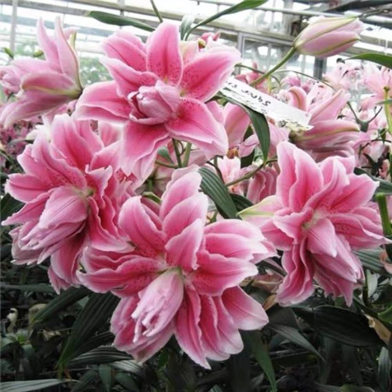 莲花型重瓣百合、重瓣中的精品、从白边到粉红到红的心动