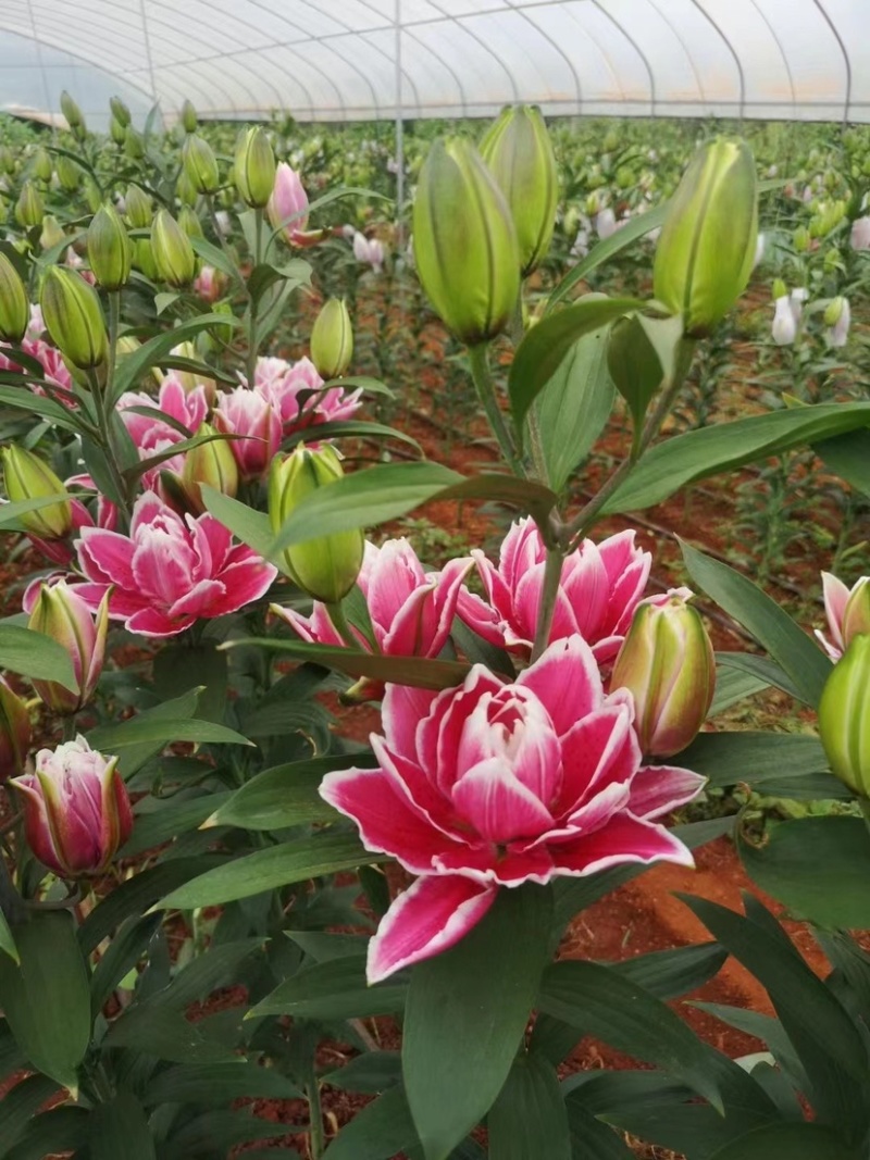 莲花型重瓣百合、重瓣中的精品、从白边到粉红到红的心动