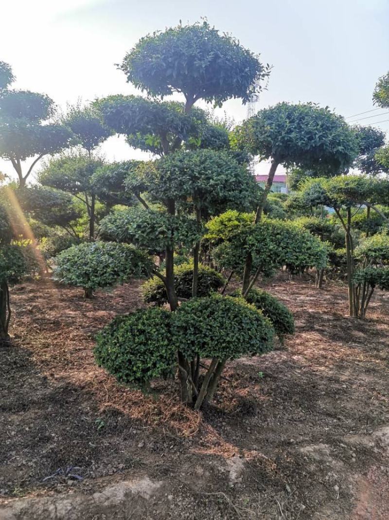 河北小叶造型女贞，欢迎下单