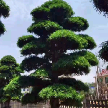 罗汉松江西吉安罗汉松造型罗汉松