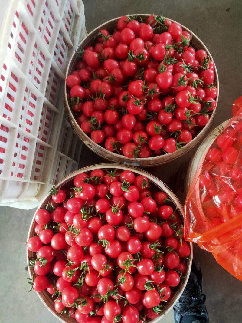玲珑小番茄现已大量上市，产地直发，价格美丽，没有中间商