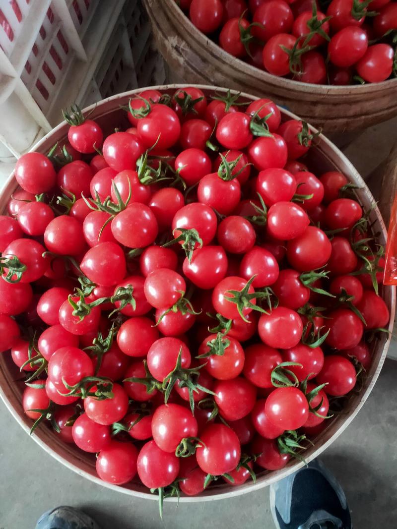 玲珑小番茄现已大量上市，产地直发，价格美丽，没有中间商