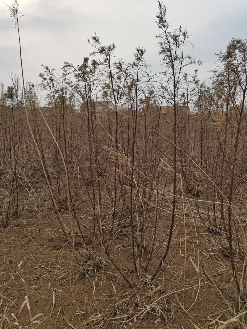 红柳柽柳
