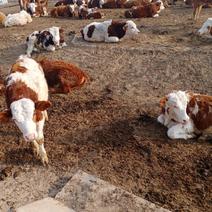 常年出售，西门塔尔牛，牛犊，怀孕母牛，种牛，纯种利木赞牛