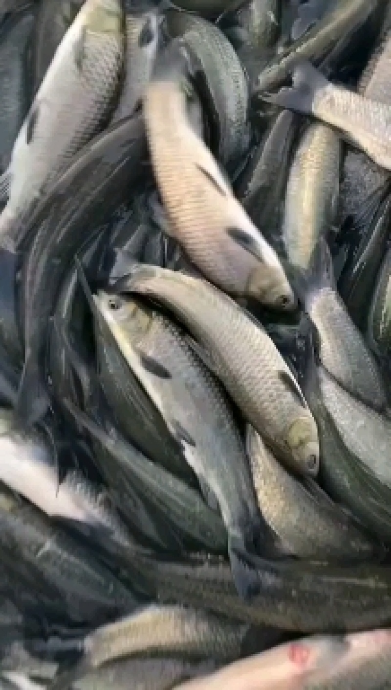 江苏优质螺丝青鱼苗，淡水养殖大量批发包成活欢迎来电