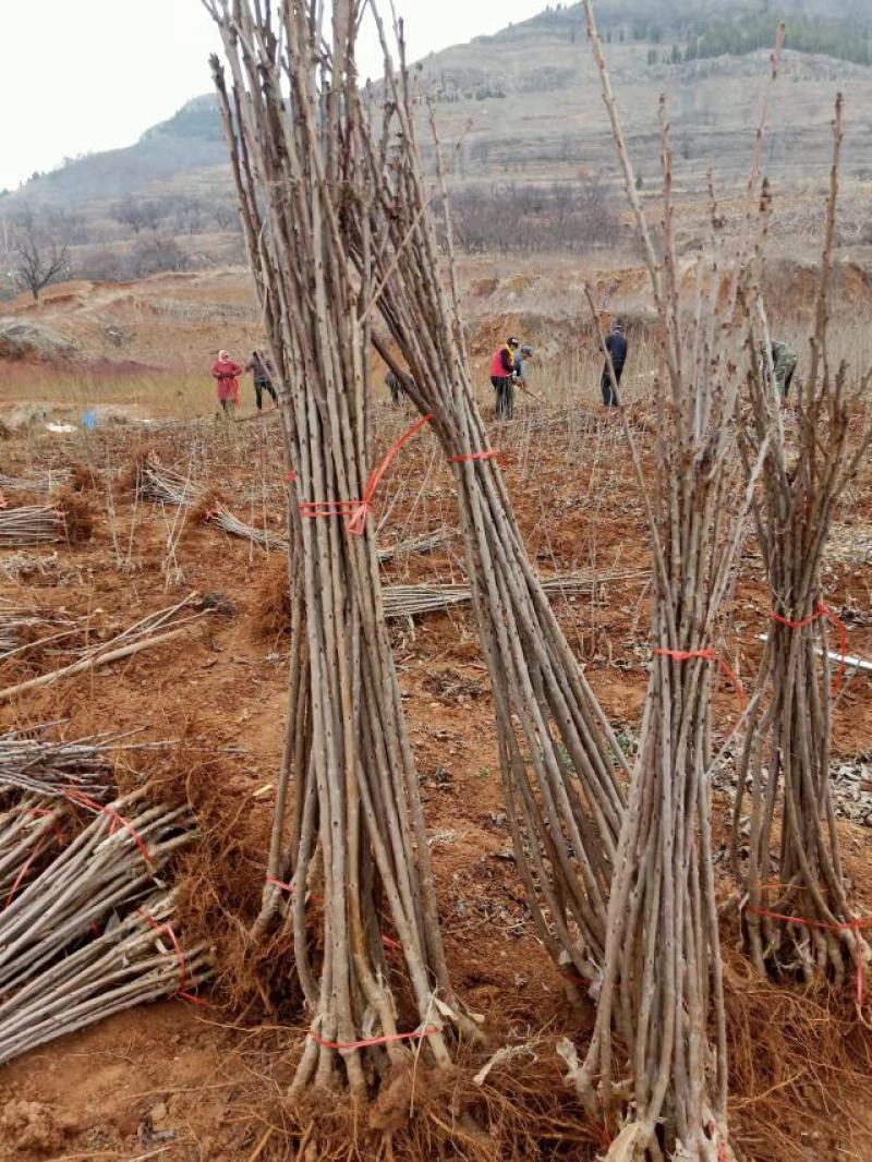 【推荐】樱桃苗美早大樱桃苗苗圃直销、包纯正包结果全程技术