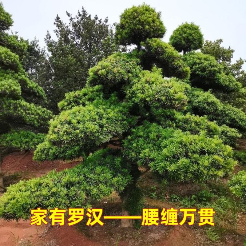 罗汉松盆栽罗汉松树可造型罗汉松素材造型罗汉松基地直发包邮