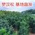 罗汉松盆栽罗汉松树可造型罗汉松素材造型罗汉松基地直发包邮
