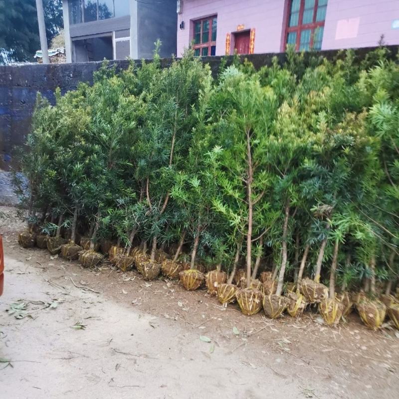 罗汉松盆栽罗汉松树可造型罗汉松素材造型罗汉松基地直发包邮