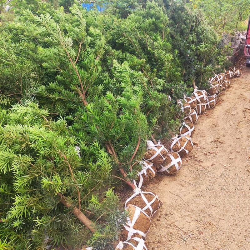 罗汉松盆栽罗汉松树可造型罗汉松素材造型罗汉松基地直发包邮