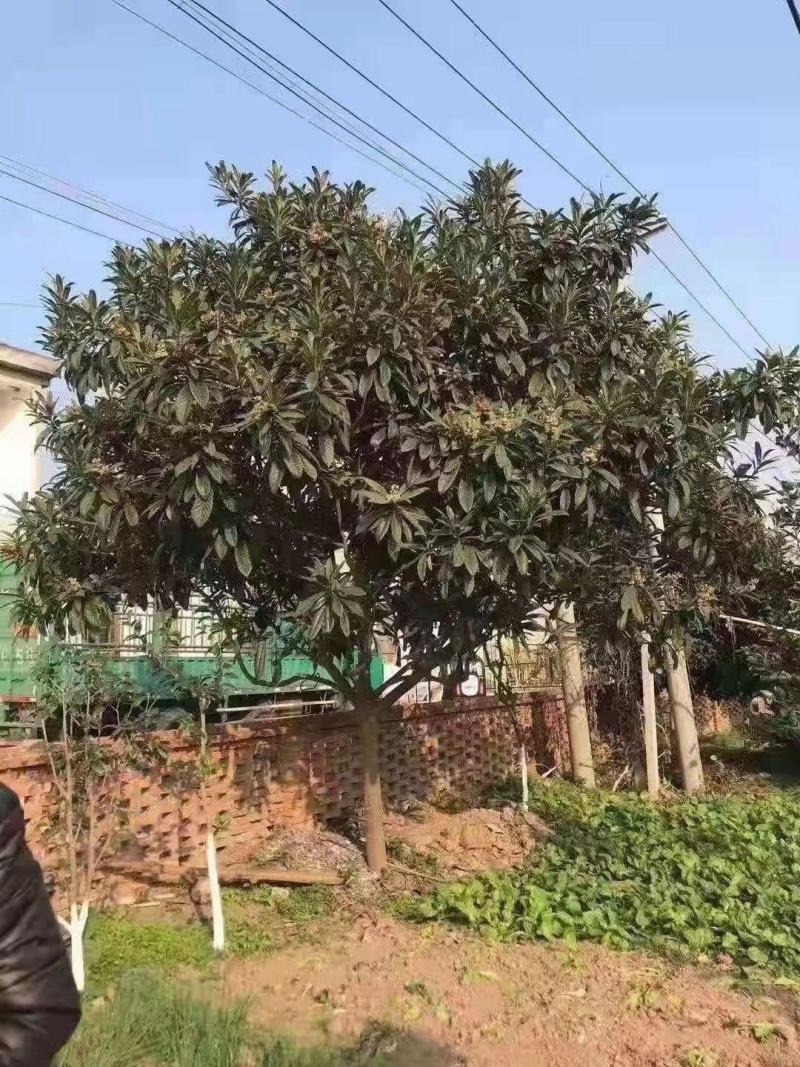 枇杷树苗圃常年供应地径2-12公分枇杷树，量大从优。