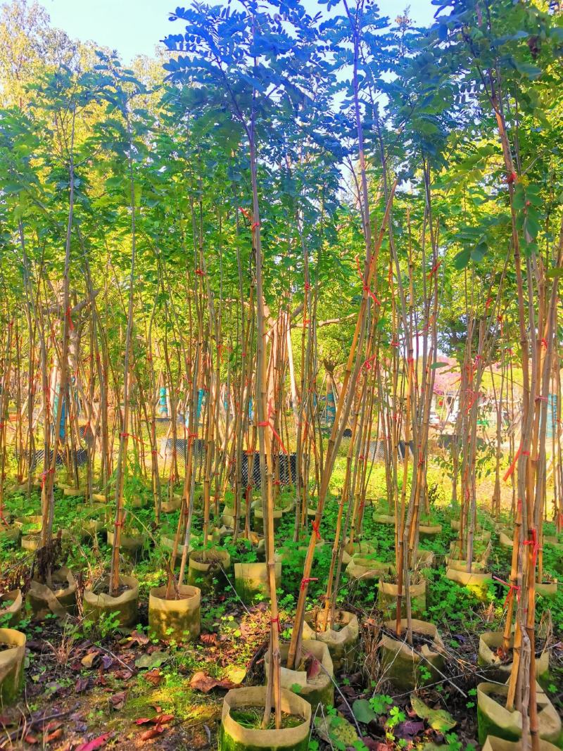黄花槐2米高（美植袋）