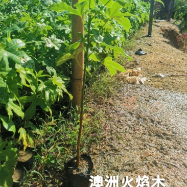 澳洲火焰木（8公分袋子）