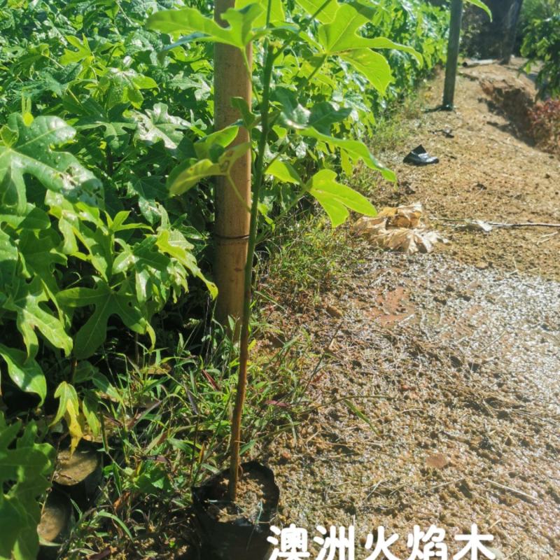 澳洲火焰木（8公分袋子）