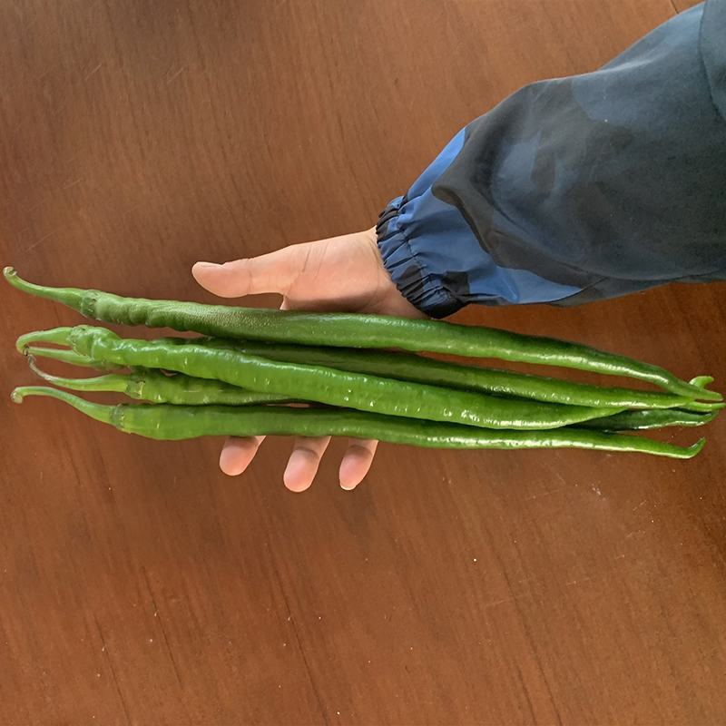 茂华天椒61早熟绿色特长条椒种子一代杂交籽抗性强辣味适中