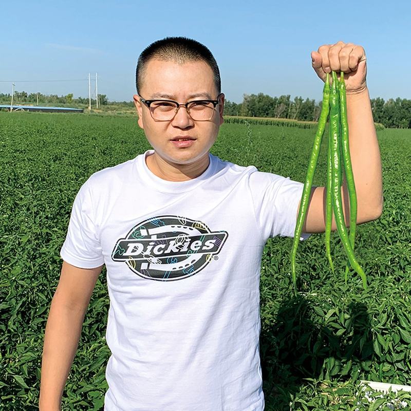 茂华天椒61早熟绿色特长条椒种子一代杂交籽抗性强辣味适中