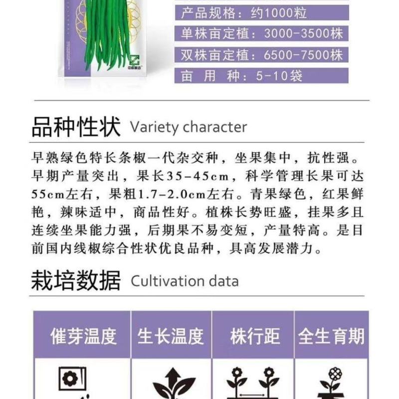 茂华天椒61早熟绿色特长条椒种子一代杂交籽抗性强辣味适中