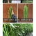 茂华天椒61早熟绿色特长条椒种子一代杂交籽抗性强辣味适中