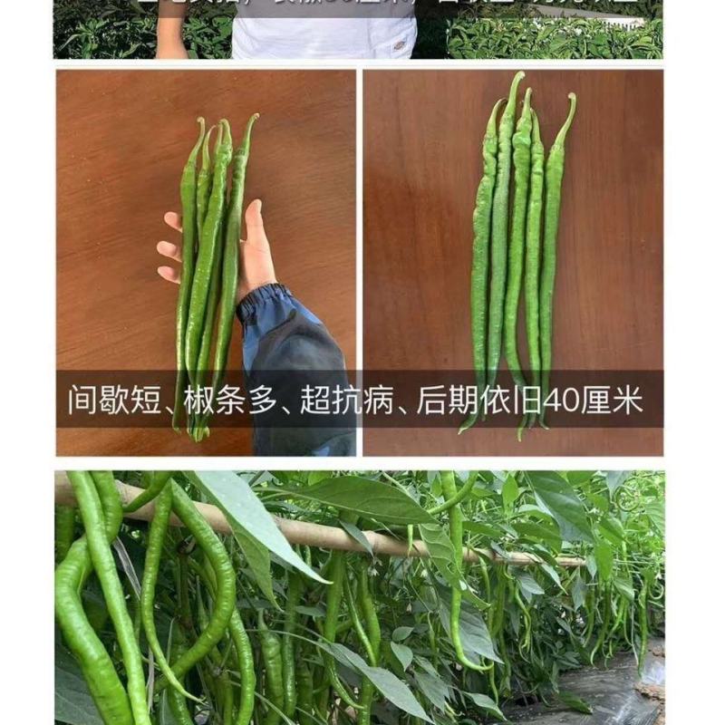 茂华天椒61早熟绿色特长条椒种子一代杂交籽抗性强辣味适中