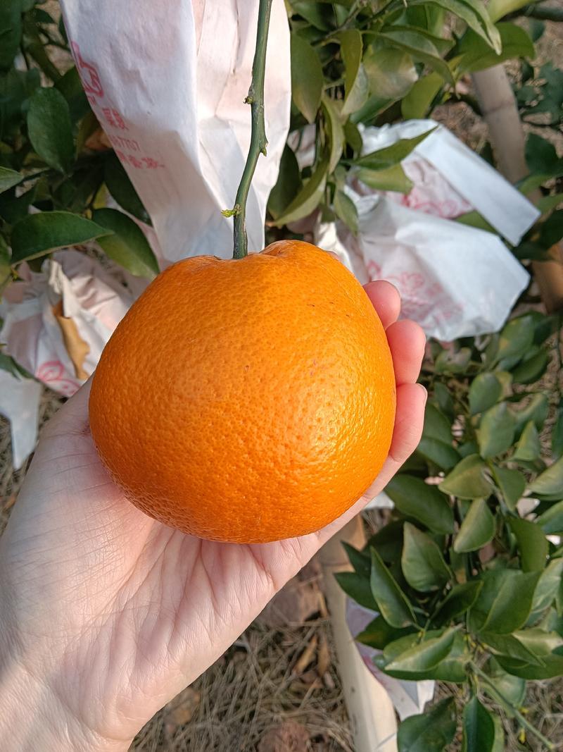 大雅柑耙耙柑沃柑柑橘类