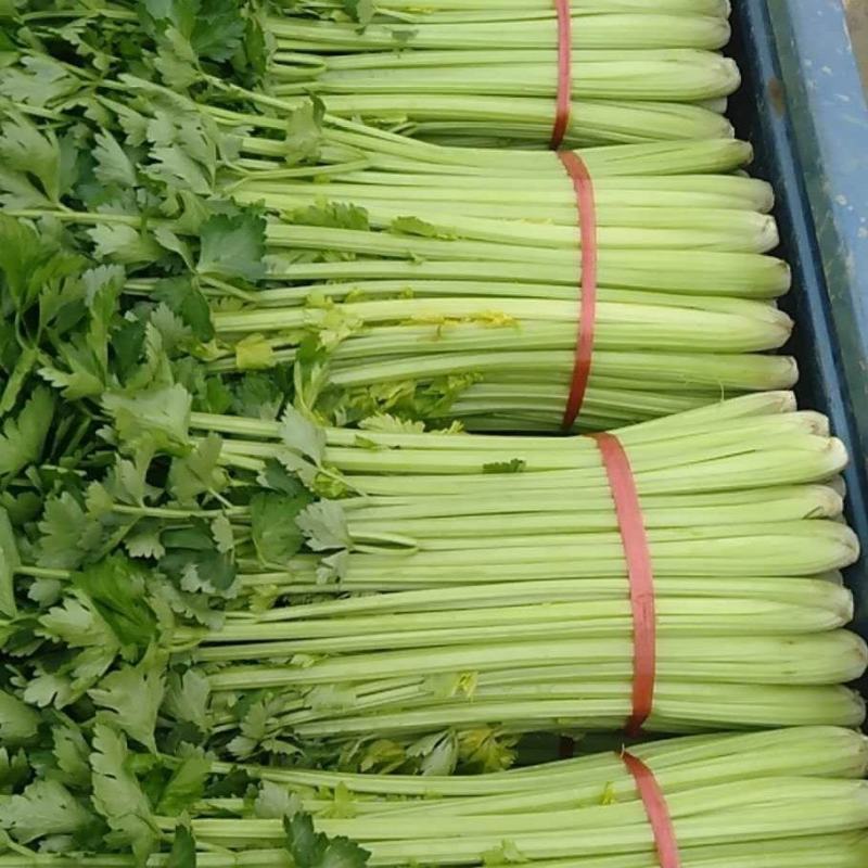 黄嫩西芹40cm以上大量上市中产地直销现采现发