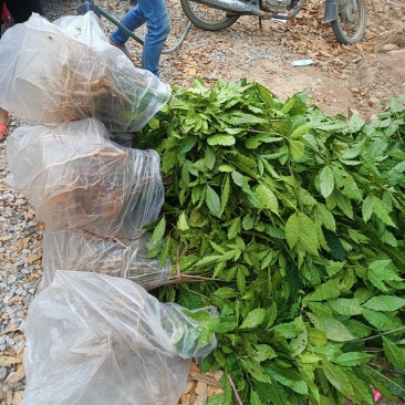 三叉苦苗，，三叉苦杯苗，三叉苦地苗根系发达