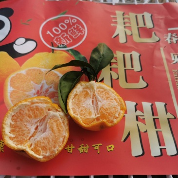 实心耙耙柑，硬度好！没套袋便宜处理！2000斤